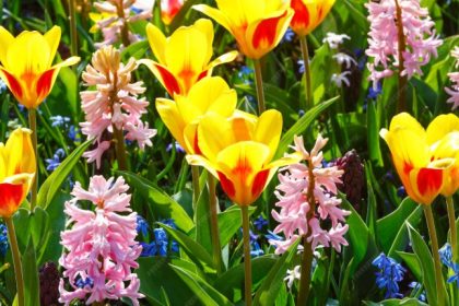 semnele din natura care iti spun cum va fi recolta si vremea 69a3d1be04e2c