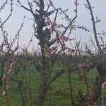 sute de pomi fructiferi distribuiti gratuit localnicilor primarul florin chelaru un pom pentru fiecare om 69c662aa15f34