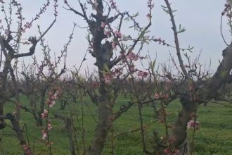 sute de pomi fructiferi distribuiti gratuit localnicilor primarul florin chelaru un pom pentru fiecare om 69c662aa15f34