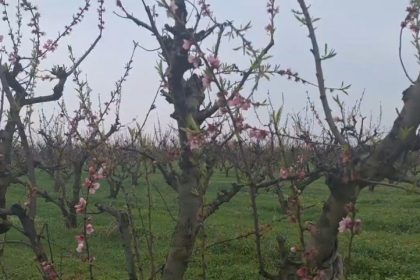 sute de pomi fructiferi distribuiti gratuit localnicilor primarul florin chelaru un pom pentru fiecare om 69c662aa15f34