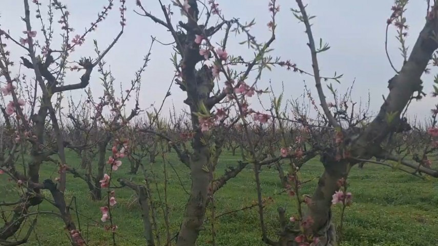 sute de pomi fructiferi distribuiti gratuit localnicilor primarul florin chelaru un pom pentru fiecare om 69c662aa15f34