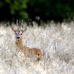 trei capriori vor fi impuscati pentru siguranta zborurilor documente 69c0fd6b61d45