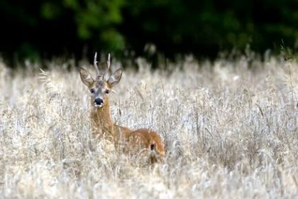 trei capriori vor fi impuscati pentru siguranta zborurilor documente 69c0fd6b61d45
