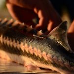 un nou sistem european de monitorizare pentru salvarea sturionilor din dunare 69cb740936512