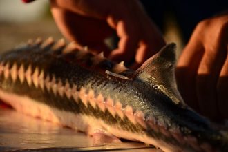 un nou sistem european de monitorizare pentru salvarea sturionilor din dunare 69cb740936512