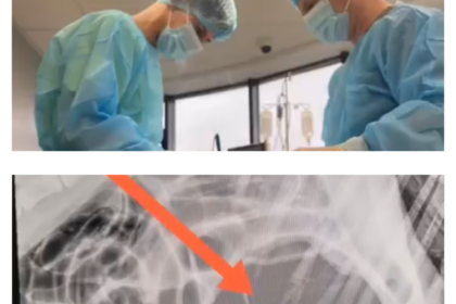 video interventie de urgenta la ora 3 dimineata la spitalul vetzone un ciobanesc german salvat de la moarte 69bd022081bab