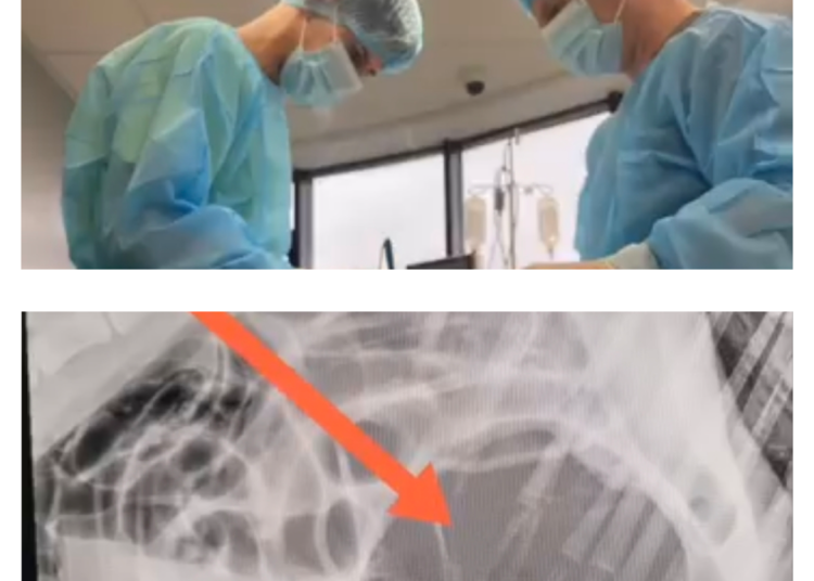 video interventie de urgenta la ora 3 dimineata la spitalul vetzone un ciobanesc german salvat de la moarte 69bd022081bab