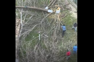 video scandalul din zona abator ia amploare au fost taiati copacii in zona unde cambela vrea sa faca parcare 69c4f273ee39f