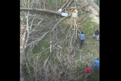 video scandalul din zona abator ia amploare au fost taiati copacii in zona unde cambela vrea sa faca parcare 69c4f273ee39f