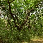 ziua internationala a padurilor celebrata in delta dunarii 69bef824844dc