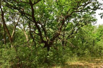 ziua internationala a padurilor celebrata in delta dunarii 69bef824844dc