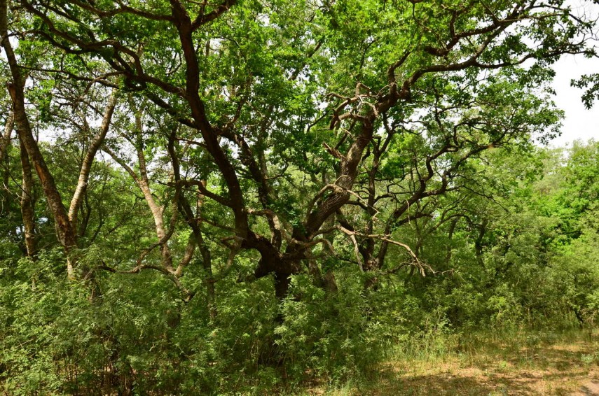 ziua internationala a padurilor celebrata in delta dunarii 69bef824844dc