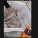 amenzi de peste 4 milioane lei in controale nationale nereguli grave la produse din peste foto 69ec73e5b7e6a