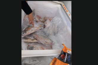 amenzi de peste 4 milioane lei in controale nationale nereguli grave la produse din peste foto 69ec73e5b7e6a