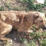 condamnat definitiv la inchisoare pentru ca a maltratat un catel pe strada 69cf932fef0ab