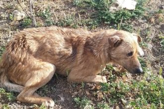 condamnat definitiv la inchisoare pentru ca a maltratat un catel pe strada 69cf932fef0ab