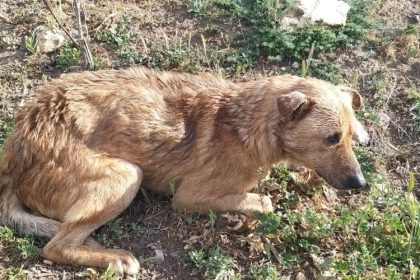 condamnat definitiv la inchisoare pentru ca a maltratat un catel pe strada 69cf932fef0ab