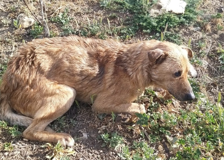 condamnat definitiv la inchisoare pentru ca a maltratat un catel pe strada 69cf932fef0ab