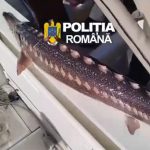 controale in delta dunarii unelte ilegale ambarcatiuni confiscate si dosare penale pentru pescuit in prohibitie 69e4df5ab772b