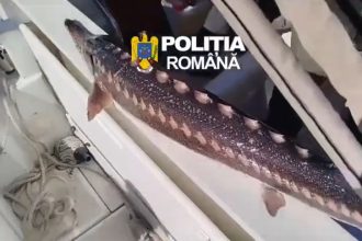 controale in delta dunarii unelte ilegale ambarcatiuni confiscate si dosare penale pentru pescuit in prohibitie 69e4df5ab772b