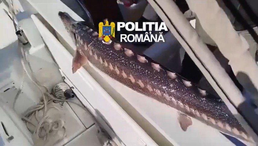 controale in delta dunarii unelte ilegale ambarcatiuni confiscate si dosare penale pentru pescuit in prohibitie 69e4df5ab772b