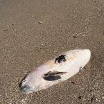 delfin esuat mort pe plaja din vama veche 69e23288c08fa
