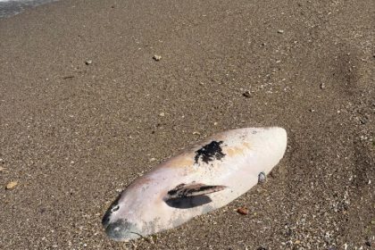 delfin esuat mort pe plaja din vama veche 69e23288c08fa