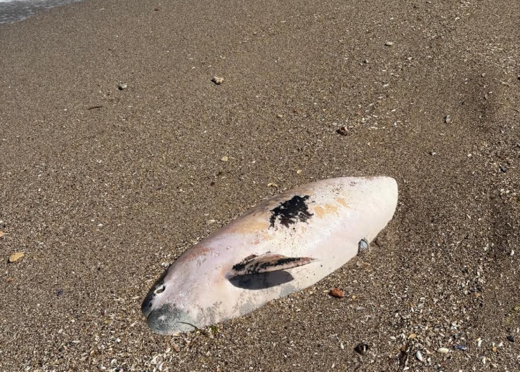 delfin esuat mort pe plaja din vama veche 69e23288c08fa