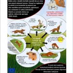 dsvsa constanta informeaza cetatenii asupra prevenirii aparitiei rabiei 69d634ac6ee91