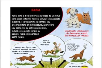 dsvsa constanta informeaza cetatenii asupra prevenirii aparitiei rabiei 69d634ac6ee91