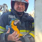 foto interventie inedita a pompierilor din turda echipajele igsu au salvat un papagal ajuns pe varful unui brad 69ee43f394ab6