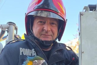 foto interventie inedita a pompierilor din turda echipajele igsu au salvat un papagal ajuns pe varful unui brad 69ee43f394ab6