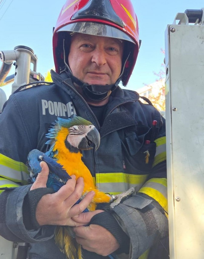 foto interventie inedita a pompierilor din turda echipajele igsu au salvat un papagal ajuns pe varful unui brad 69ee43f394ab6
