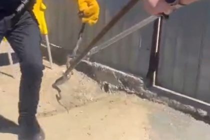 jandarmii solicitati sa scoata un sarpe de sub capota unei masini ce este de facut in astfel de situatii 69ee724f235c0