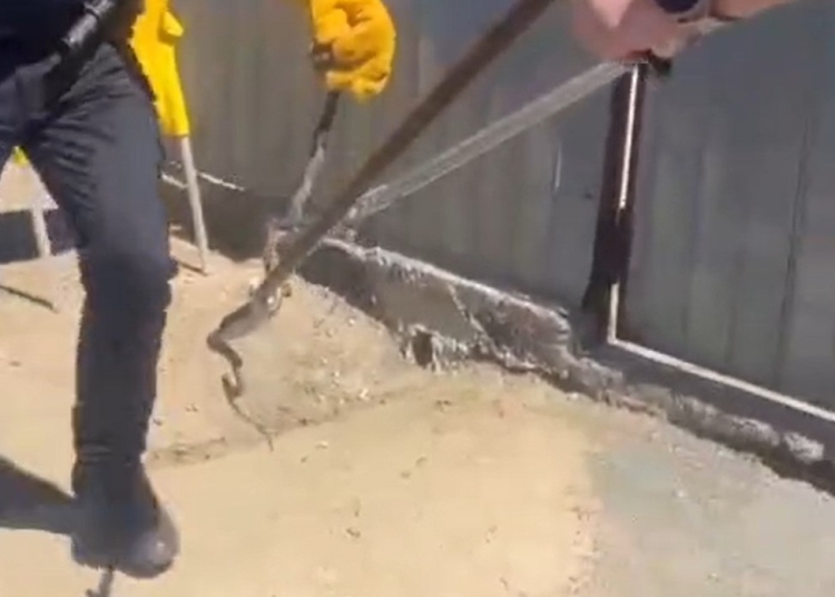 jandarmii solicitati sa scoata un sarpe de sub capota unei masini ce este de facut in astfel de situatii 69ee724f235c0