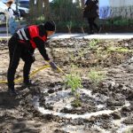 lucrari de reabilitare si plantari de arbusti ornamentali pe aleea hortensiei din constanta 69cd399cbcce2