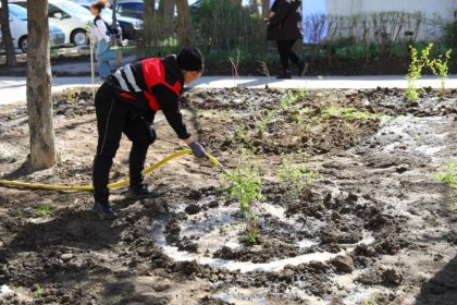 lucrari de reabilitare si plantari de arbusti ornamentali pe aleea hortensiei din constanta 69cd399cbcce2