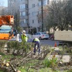 lucrarile de toaletare a arborilor continua in paralel se desfasoara si campania de plantare de primavara 69e1f287c113d