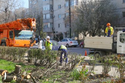 lucrarile de toaletare a arborilor continua in paralel se desfasoara si campania de plantare de primavara 69e1f287c113d