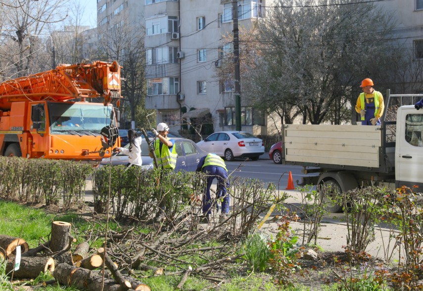lucrarile de toaletare a arborilor continua in paralel se desfasoara si campania de plantare de primavara 69e1f287c113d