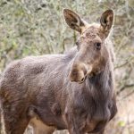 moment istoric pentru biodiversitatea romaniei elanul revine in padurile administrate de romsilva in parcul natural vanatori neamt 69ef4c525acf8