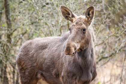 moment istoric pentru biodiversitatea romaniei elanul revine in padurile administrate de romsilva in parcul natural vanatori neamt 69ef4c525acf8