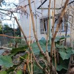 o femeie isi reclama vecinul ca planteaza flori si vorbeste tare ce e de facut cine are dreptul sa le ingrijeasca si care sunt limitele legale 69e2d103d25ea