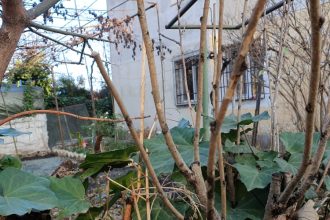 o femeie isi reclama vecinul ca planteaza flori si vorbeste tare ce e de facut cine are dreptul sa le ingrijeasca si care sunt limitele legale 69e2d103d25ea