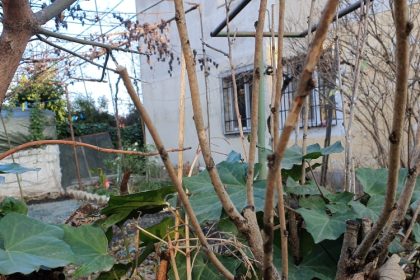 o femeie isi reclama vecinul ca planteaza flori si vorbeste tare ce e de facut cine are dreptul sa le ingrijeasca si care sunt limitele legale 69e2d103d25ea