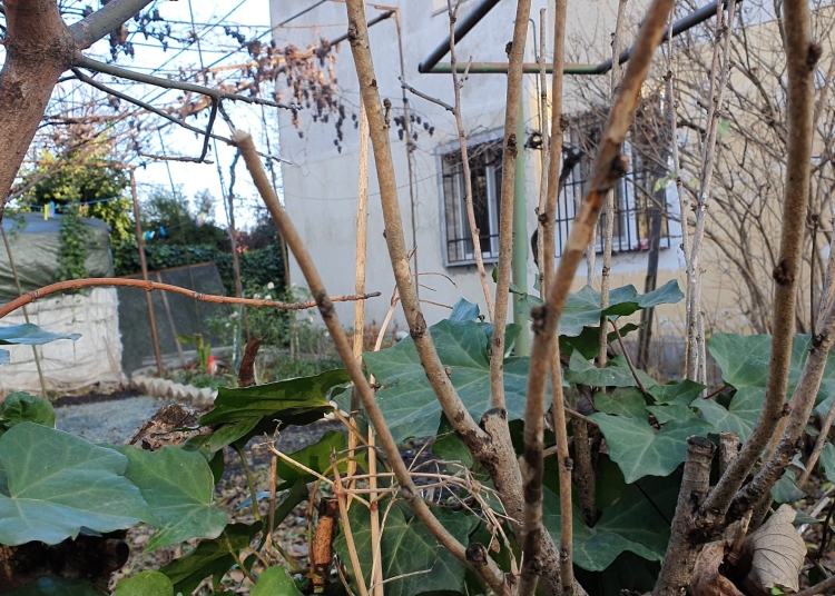 o femeie isi reclama vecinul ca planteaza flori si vorbeste tare ce e de facut cine are dreptul sa le ingrijeasca si care sunt limitele legale 69e2d103d25ea