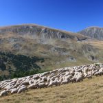 pasunatul si activitatile traditionale raman permise in zonele de biodiversitate 69ee5921c7f36