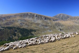 pasunatul si activitatile traditionale raman permise in zonele de biodiversitate 69ee5921c7f36