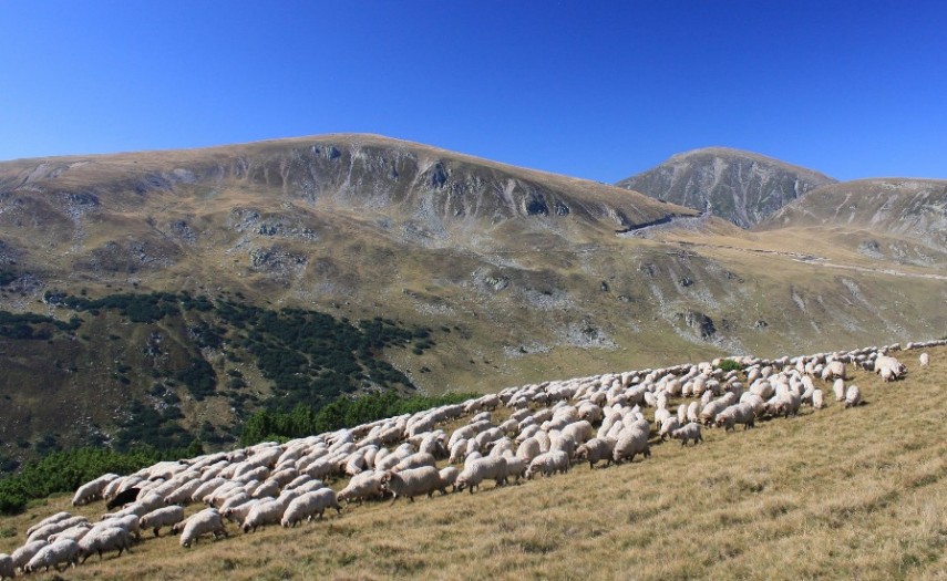 pasunatul si activitatile traditionale raman permise in zonele de biodiversitate 69ee5921c7f36