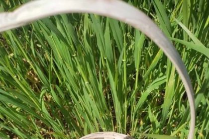 sambata lui lazar obiceiuri stravechi si legenda lazarelului in satul traditional romanesc 69d11199bc166